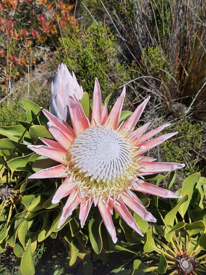 Brandys Beach House Bettyʼs Bay Kültér fotó