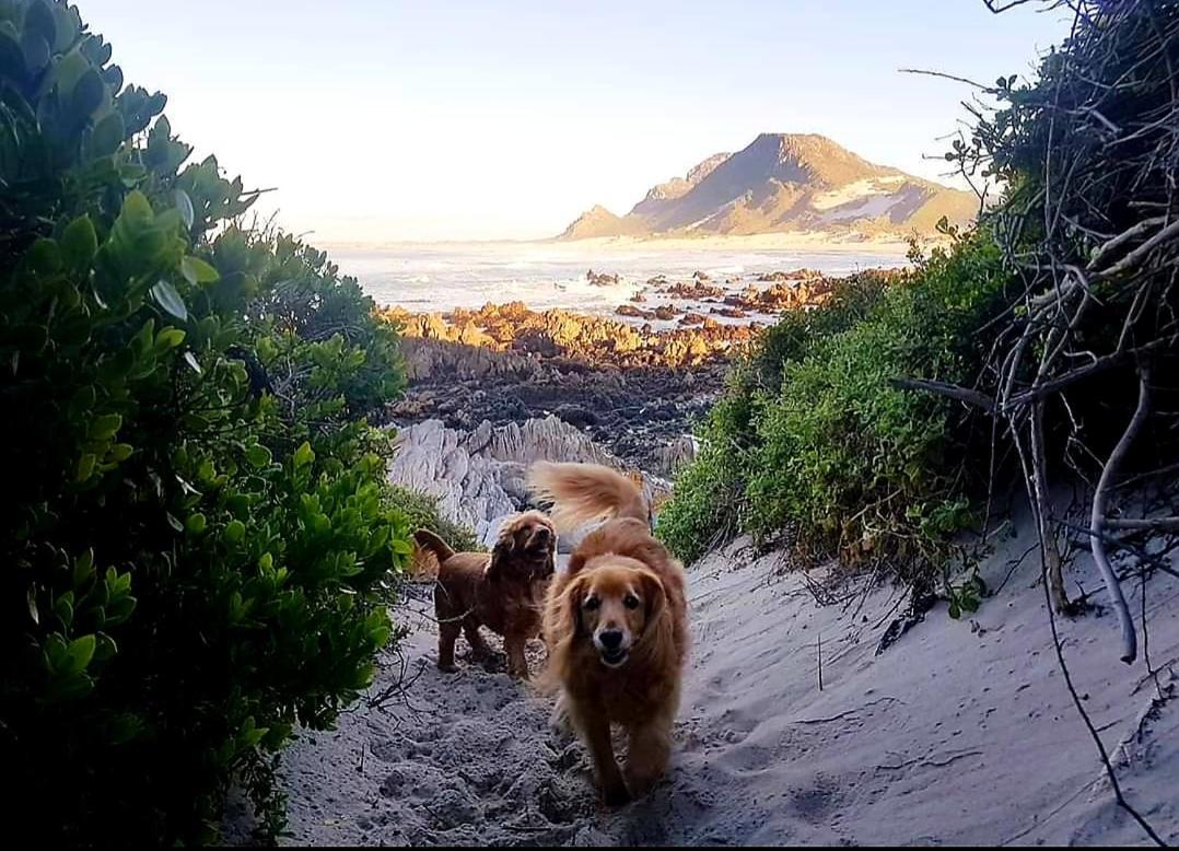 Brandys Beach House Bettyʼs Bay Kültér fotó